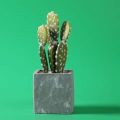 Gdx Stüdyo Fon Perde, PVC Arka Plan, Silinebilir, Kırışmaz (Yeşil/Green) 120x200 Cm